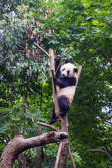 Obraz premium Panda in a nature reserve in China