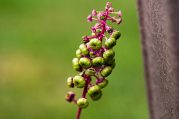 Green and Pink Plant