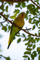 Fototapeta premium Little green parrot sits on tree and eats cookies