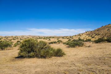 Brush in Flat Mojave Desert