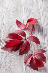 red autumn leaves on wooden background