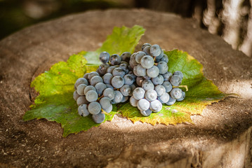  Ripe fruit of red grape on an old tree stump. Shallow depth of field.