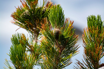 Pine tree branch close up with mountains on background, winter ski vacation or christmas background