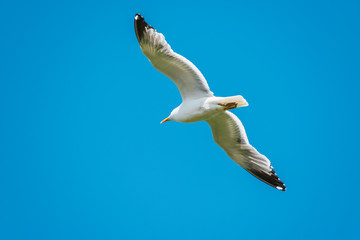 seagull with blue sky flying