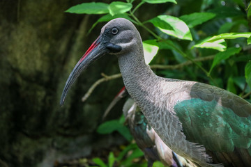 Bostrychia hagedash bird closeup