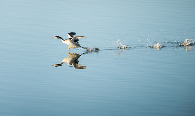Pato a correr na água