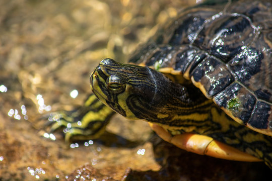 Turtle In A Lake Coming Out Of The Water