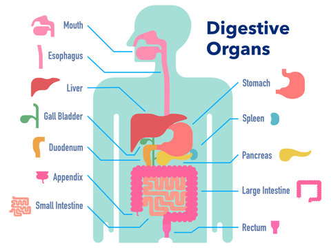 部位ごとに名称が記載された消化器官のシンプルなイラスト