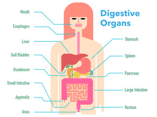 部位ごとに名称が記載された消化器官のシンプルなイラスト Wall Mural Moana Akasso