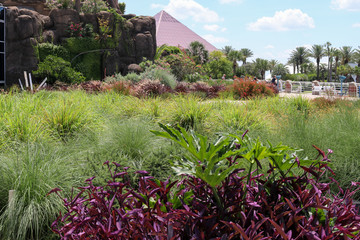 Green native tropical plants and palm trees in Moody Gardens with the peak of one of the glass...