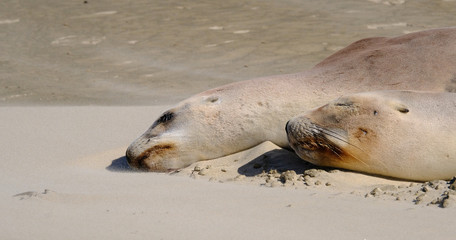 New Zealand female sea lions sleeping, Surat Bay beach, Catlins, New Zealand