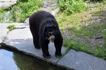 Brillenbär