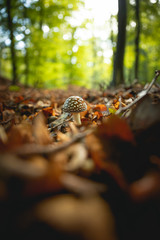 Beautiful backlit royal fly agaric mushroom in the forest in front of blurry background (vertical)