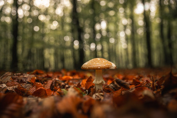 Beautiful royal fly agaric mushroom in the forest in front of blurry background (graded)