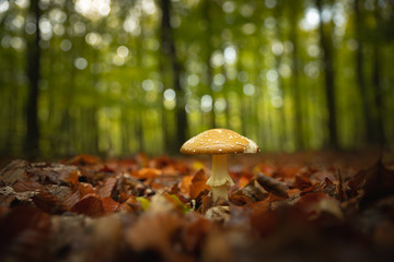 Beautiful royal fly agaric mushroom in the forest in front of blurry background (natural colors)
