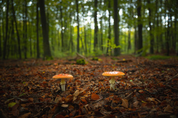 Obraz premium two fly Amanita mushrooms in the forest in front of blurry background