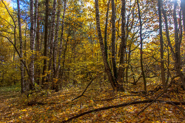 Landscape of autumn, mixed forest in the southeast of the Moscow region