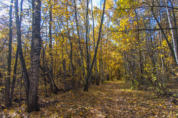 Landscape of autumn, mixed forest in the southeast of the Moscow region