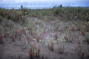 Flores silvestres