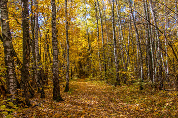Fototapeta premium Landscape of autumn, mixed forest in the southeast of the Moscow region