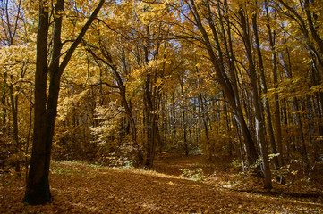 Landscape of autumn, mixed forest in the southeast of the Moscow region