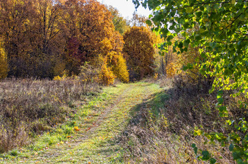 Landscape of autumn, mixed forest in the southeast of the Moscow region. Path leading deep into the forest