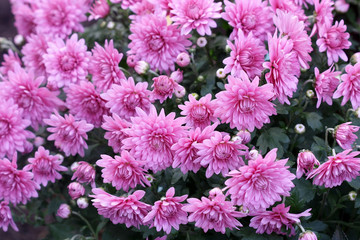 Chrysanthemums blossom in the autumn garden. Background with gentle lilac chrysanthemums. Hardy chrysanthemums.  Chrysanthemum koreanum. 