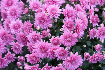 Chrysanthemums blossom in the autumn garden. Background with gentle lilac chrysanthemums. Hardy chrysanthemums.  Chrysanthemum koreanum. 