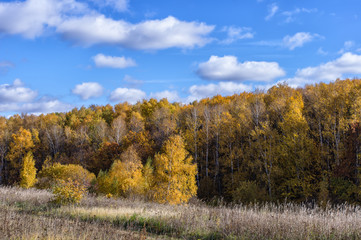 Fototapeta premium Landscape of autumn, mixed forest in the southeast of the Moscow region. Ravine and field