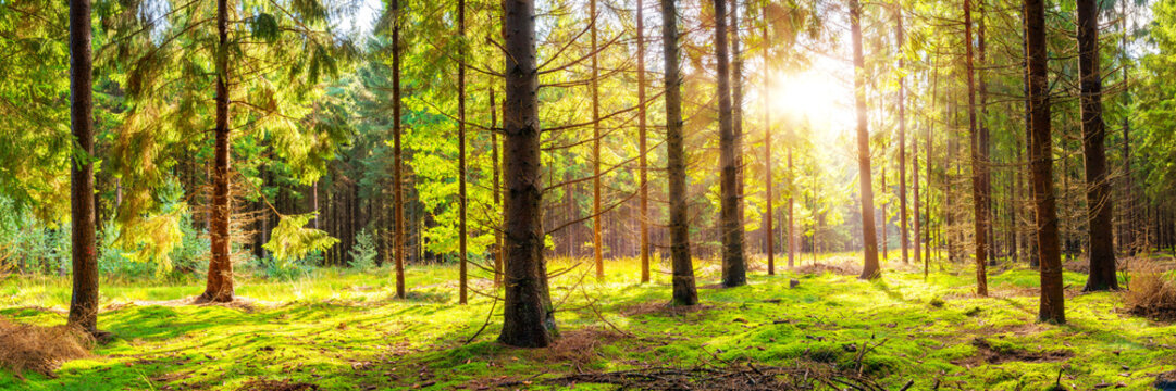Beautiful, green forest with moss-covered soil and bright sun shining through the trees