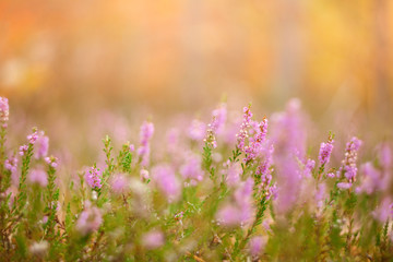 Beautiful background of autumn forest with heather on the foreground.