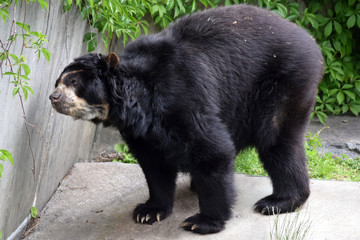 Brillenbär
