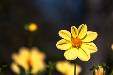 Yellow flower Zinnia, blurred background