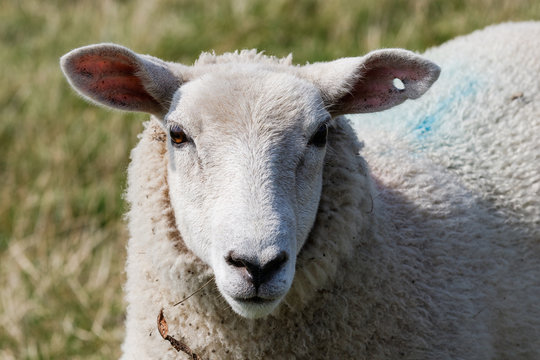 Close-up von Schafs Kopf mit Ohren Augen Schnauze und Nasenloch