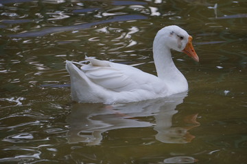white ducks in a pound