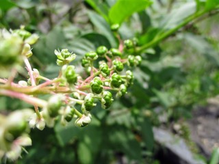 plant on a tree with flowers