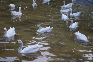 white ducks in a pound