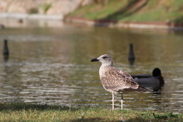 Gaviota en galicia