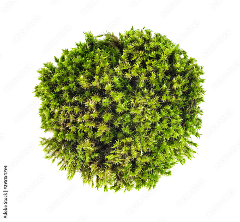 Wall mural green moss sphagnum closeup isolated round