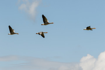 Fliegende Graugänse