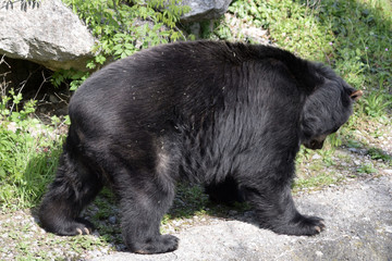 Brillenbär