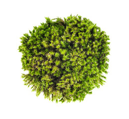 green moss sphagnum closeup isolated round