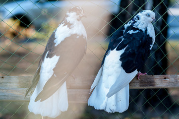 pigeon Turkish breed Donek at a bird show in Ukraine