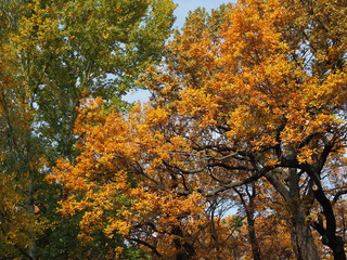 beautiful colorful crown of trees in the Park