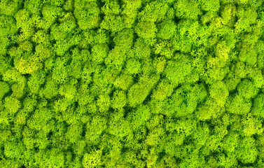 Natural green wall decoration made with green decorative moss