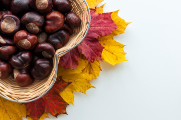 View from above on wicker basket with chestnuts. Red and yellow maple leaves. Autumn arrangement on white table.
