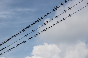 birds on rope of light in the city