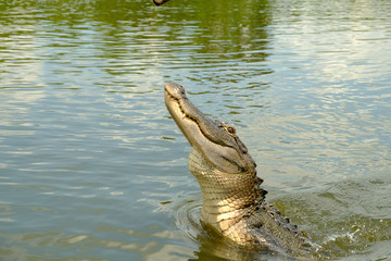 Alligatori del Mississippi