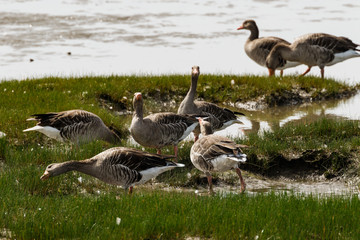 Obraz premium Gänse beim fressen auf grünem Gras