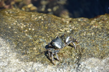 krabbe